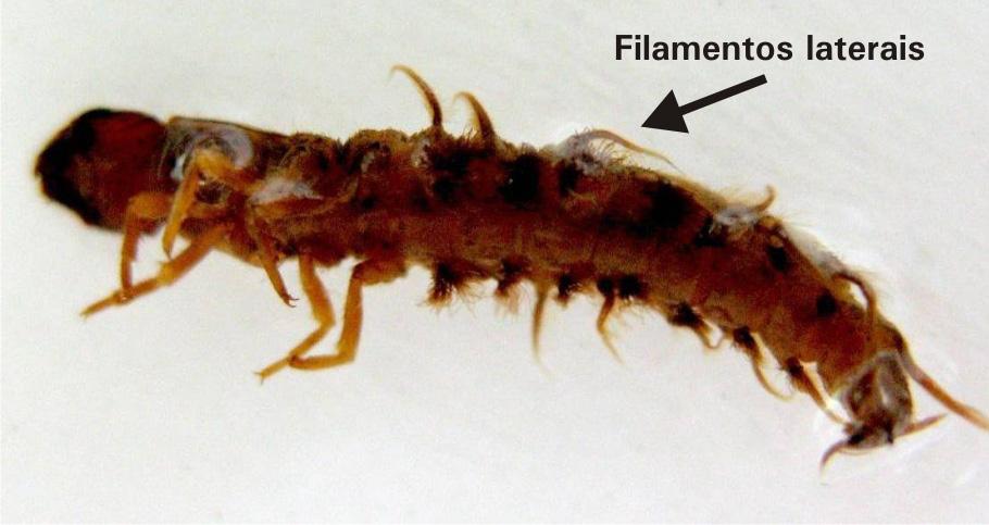 . Fig. 9. Espécime de Plecoptera; observar os dois cercos caudais na extremidade do abdômen. Foto: Kathia C. Sonoda Megaloptera.