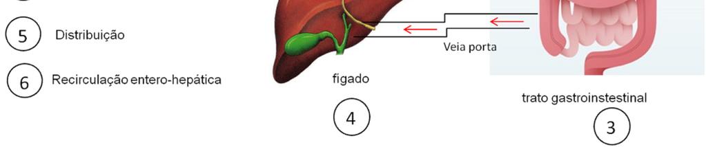 A fase farmacocinética