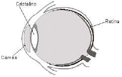 Olho: Física A Retina é onde a imagem será formada.