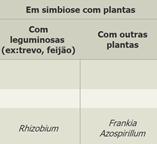 capaz de induzir a formação de nódulos fixadores de azoto em leguminosas.