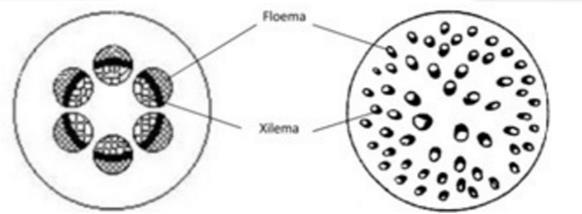Distribuição dos vasos condutores no caule das angiospérmicas Dicotiledóneas Monocotiledóneas Floema Xilema Feixes