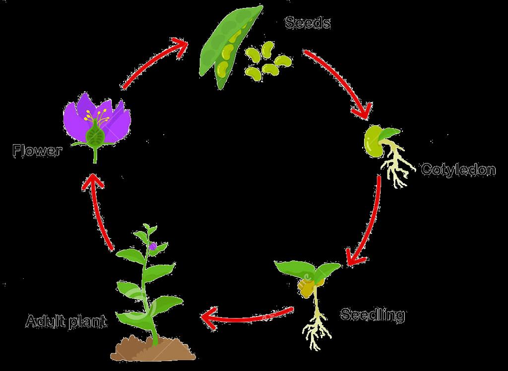 CICLO DE VIDA: Período desde a germinação da