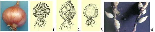 Principais Tipos de caules subterrâneos Bolbos: Tunicado ou entunicado: conjunto de escamas carnudas, ricas em reservas, cobrindo-se umas às outras, e inseridas num caule muito curto, dito prato ou