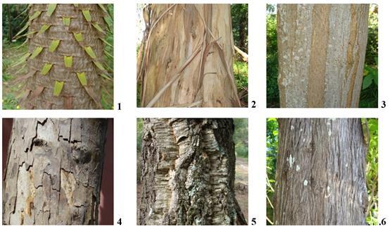 Principais tipos de caules aéreos Tronco: Caule de numerosos arbustos e árvores dicotiledóneas e gimnospérmicas que engrossam continuamente pela actividade dos câmbios vascular e felogene.