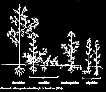 Tipos Fisionómicos Principais: Classificação de Raunkjaer PRINCIPAIS CATEGORIAS: Terófitos (anuais) Criptófitos (vivazes) geófitos hidrófitos helófitos Hemicriptófitos (bienais, vivazes ou perenes)