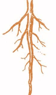 Característico das raízes das