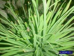 Cymbopogon citratus (D.C.) Stapf, PACEAE / GRAMINEAE Prof.