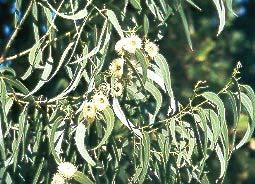 EUCALIPT folhas de Eucalyptus