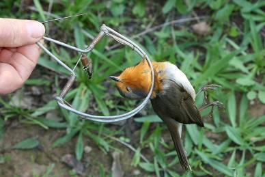 FACTSHEET SOBRE AS LEIS QUE PROTEGEM A NATUREZA Porquê que as diretivas aves e habitats são vitais? Captura ilegal de aves, um problema grave no Algarve.