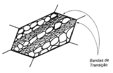 Bandas de Transição ou de Deformação Estas estruturas ocorrem durante a deformação onde dentro de um mesmo grão surgem diferentes sistemas de escorregamento promovendo deformações diferentes no