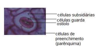 Os estômatos se originam de divisões assimétricas de células protodérmicas. Estroma vem do grego= boca, estando diretamente relacionados com a entrada e saída de ar.