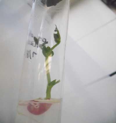 Figura 06: Sementes de ervilhas germinando in vitro, experimento realizado pelos alunos do clube de ciências ECOPOLI.