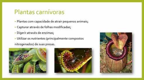 Figura 3: Alguns dos tópicos trabalhados sobre plantas carnívoras.