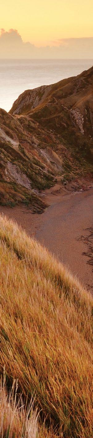 O processo de reverter a madeira em pedra é ainda pouco estudado, sabe-se que a madeira petrificada se transformou em um fóssil, ou seja, uma rocha substituiu o antigo vegetal.