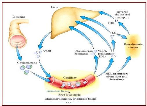 Lipoproteinas e transporte de