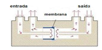 Câmaras de Ussing WPI,2012 Sistema in vitro que usa segmento intestinal de animais Dois compartimentos Doador Receptor Principal vantagem: possibilidade de ser usado para fins múltiplos (Exemplo: