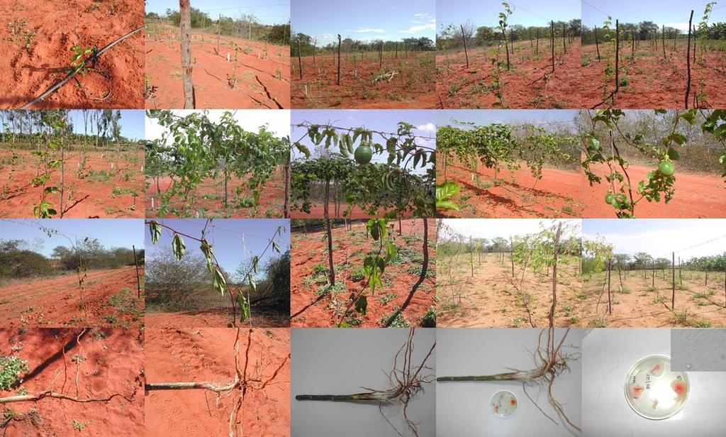 50 repentino da planta em decorrência da alta produtividade e de um sistema radicular pouco eficaz na absorção de nutrientes.