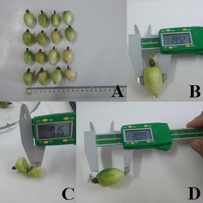 88 Figura 3. Características biométricas de frutos de P.