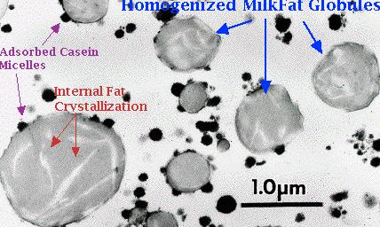 emulsões Leite Estrutura Microscópica do leite