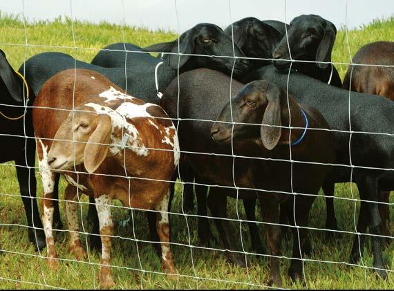 Cercas prontas Campestre Indicação: ani de médio e grande porte, proteção de lavouras, cercas de