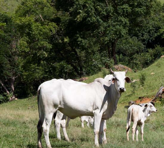 propriedade rural. Nas páginas com este ícone, utilize o aplicativo 3D.