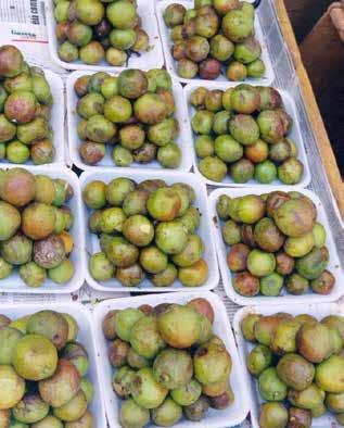 Plantas para o Futuro - Região Centro-Oeste é pouco calórica, podendo ser consumida mais livremente nas dietas de baixa caloria, pois cada 100g possui de 47,5 calorias (Franco, 1992) a 60,4 calorias