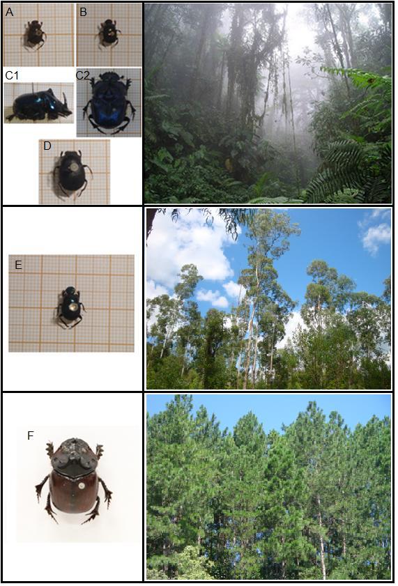 Figura 7 - Espécies de escarabeíneos indicadores (A) Paracanthon aff. rosinae, (B) Canthidium aff.