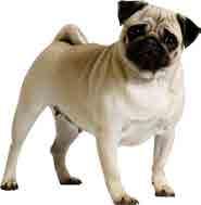 Dog Star Pequeno Porte é um alimento nutritivo e completo, indicado para cães adultos das raças de pequeno porte com peso vivo de até 15 kg.
