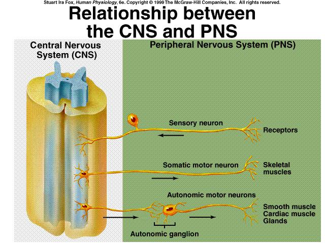 Relação entre Sistema Nervoso