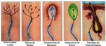 Receptores Sensoriais são transdutores que convertem estímulos em sinais elétricos.