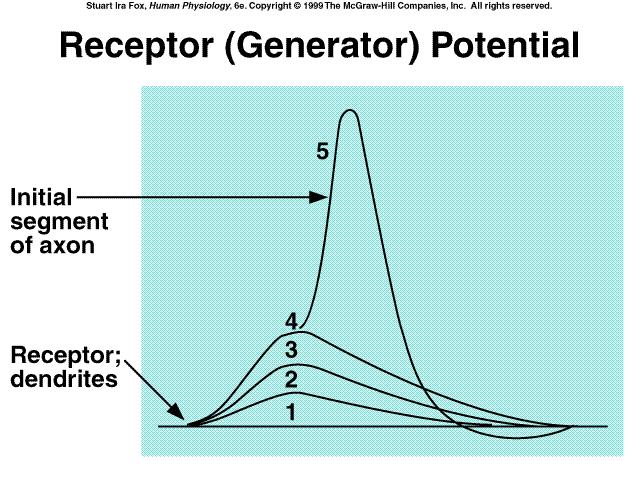 Estimulação Sensorial, do receptor é o processo em que uma modalidade de energia do ambiente interage com um receptor sensorial