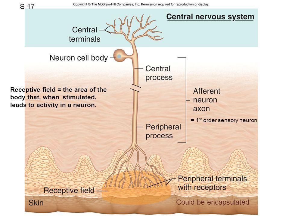 Campo receptivo do Receptor Sensorial Campo receptivo de um neurônio sensorial somatosensorial: é a
