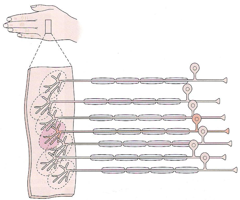 Estrutura básica do campo receptivo de receptores para o sentido do TATO Campo receptivo de um neurônio sensorial