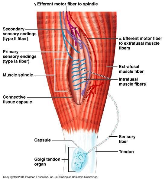 Proprioceptores: Receptores Musculares