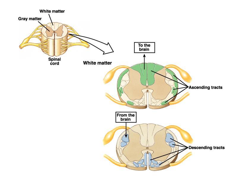 Organização da Medula Espinhal a) cornos ventral e dorsal (substância cinzenta) b) gânglio da
