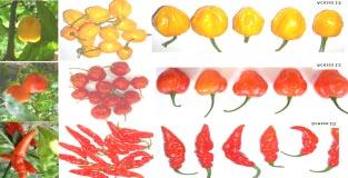 (Peppers lineages used to