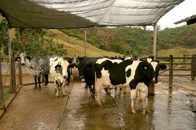 Leve as vacas para a ordenha Após juntar os materiais, realize os seguintes passos: Foto: Vanessa Magalhães Conduzir as