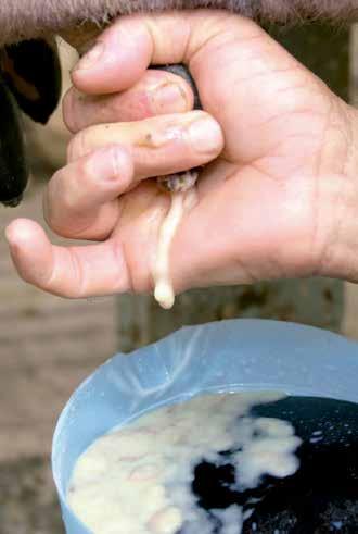 Faça o teste da caneca de fundo escuro Se o leite estiver com presença de grumos, pus amarelado ou aquoso, é sinal de mastite clínica.