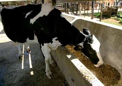 Leve a vaca para comer É importante manter a vaca em pé, pois o orifício dos tetos permanece aberto e se fecha completamente em até duas
