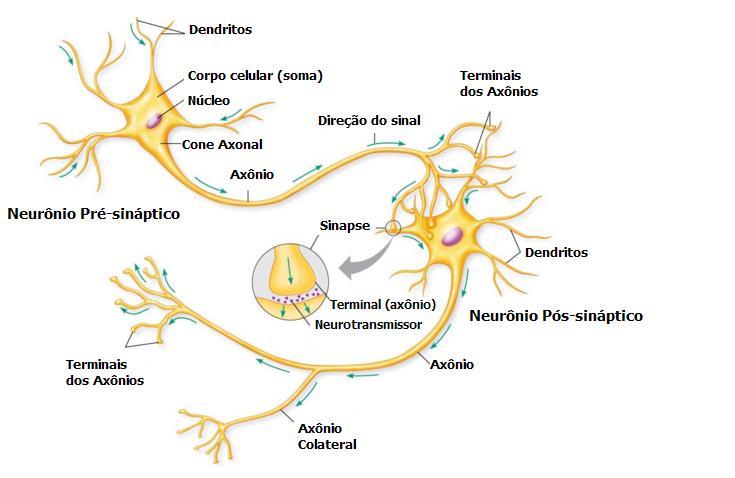 CAPÍTULO 2. O NEURÔNIO terminais estão fendas conhecidas como sinapses. O corpo celular de um neurônio típico varia entre cerca de 10 a 50 µm de diâmetro [17, 18]. Figura 2.