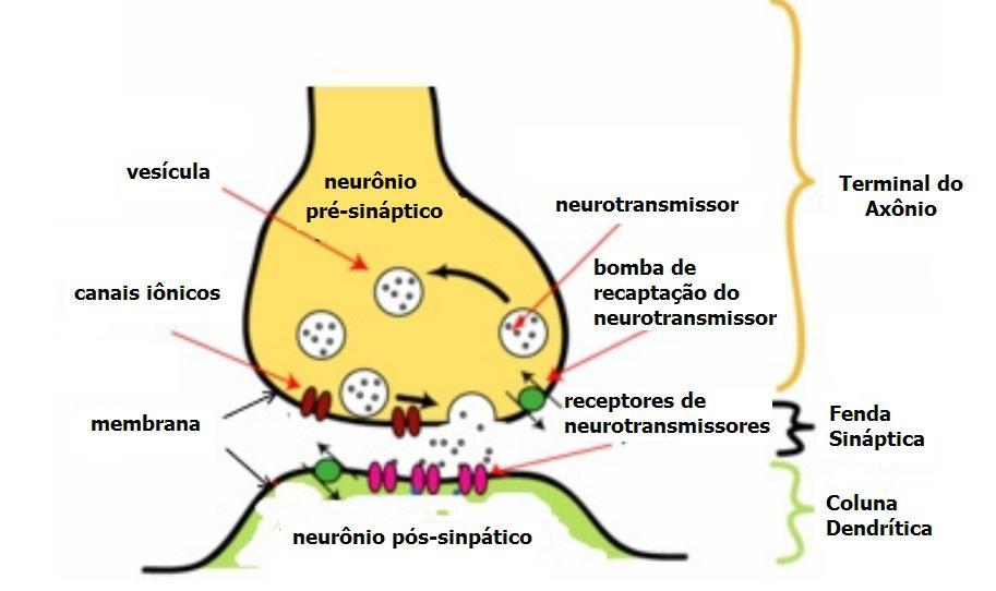 CAPÍTULO 2. O NEURÔNIO neurotransmissor, hormônio, ou outra substância e inicia a resposta celular dessa molécula. Os neurotransmissores são armazenados em vesículas [figura 2.2].