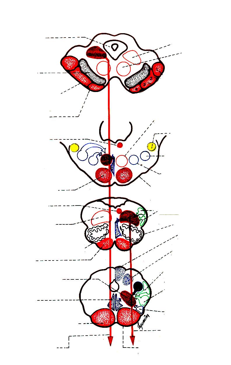 Desenho esquemático da constituição dos tratos: 1º) Reticuloespinhal mediano 2º) Reticuloespinhal lateral Substância cinzenta periaquedutal Substância negra Secção do mesencéfalo no nível do colículo