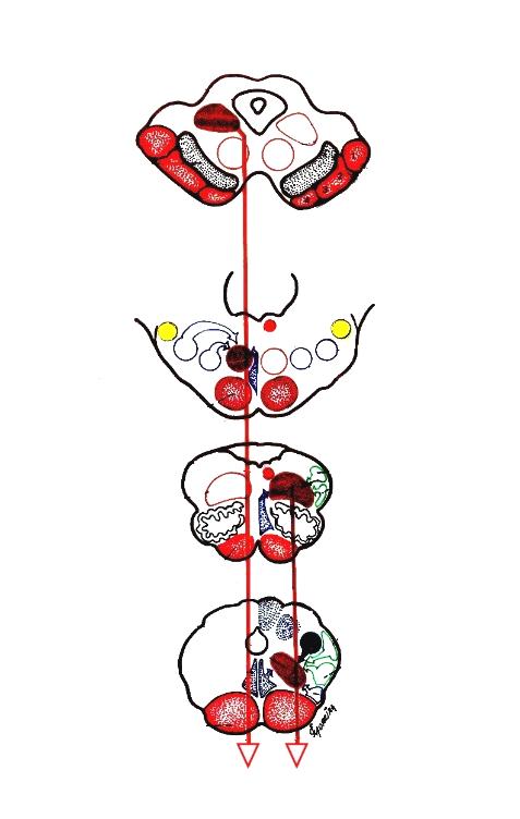 CENTRO UNIVERSITÁRIO DE VOLTA REDONDA FUNDAÇÃO OSWALDO ARANHA COLEÇÃO MONOGRAFIAS NEUROANATÔMICAS MORFO-FUNCIONAIS