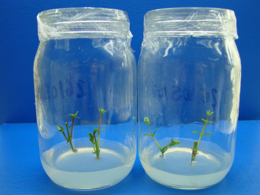 Sealing and explant types... 409 Figure 1 Mangaba adventitious shoots regenerated in vitro in flaskes sealing PVC film in the establishment phase at 30 days.