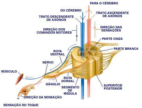 Ardência MOTORAS Perda da força