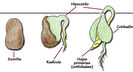 SUPERFÍCIE DO SOLO hipocótilo