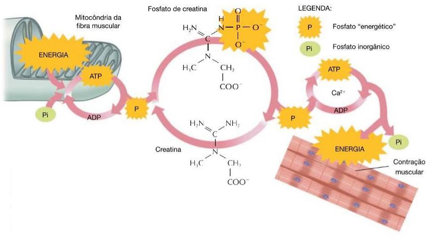 FOSFATO DE CREATINA (FOSFOCREATINA) Reservatório extra de energia