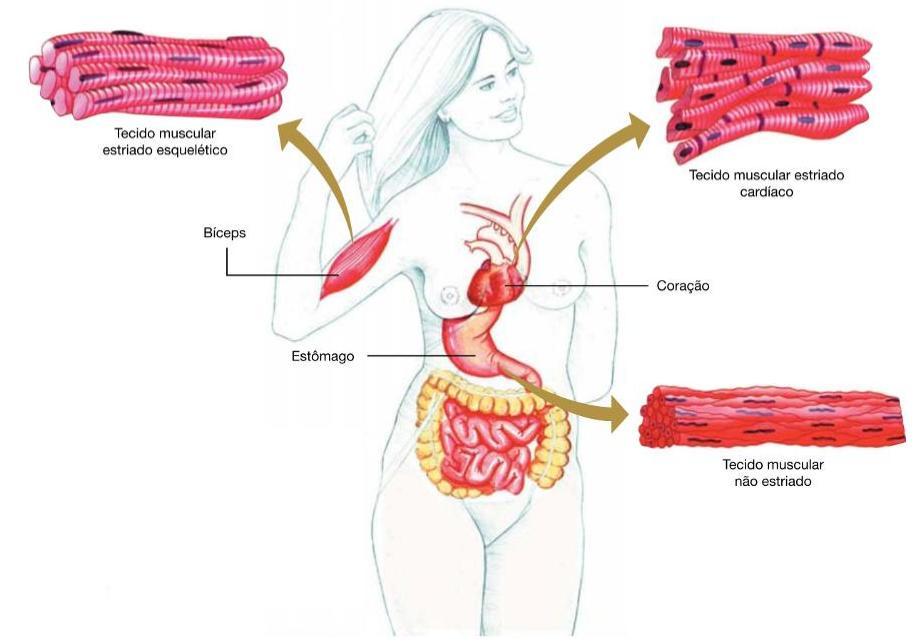 TIPOS DE TECIDO CELULAR Há três tios de tecido muscular :