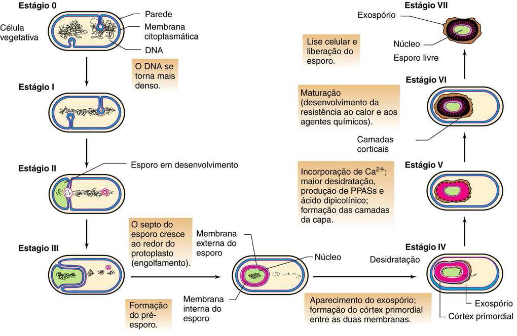 microrganismo era significativamente mais tóxico para larvas de mosquitos que outras bactérias conhecidas até o momento (PETRY et al., 2004). Figura 2.