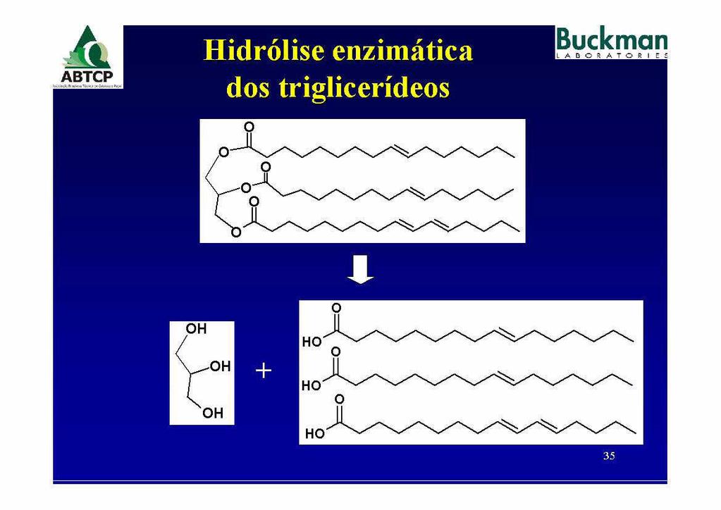 Hidrolise enzimatica